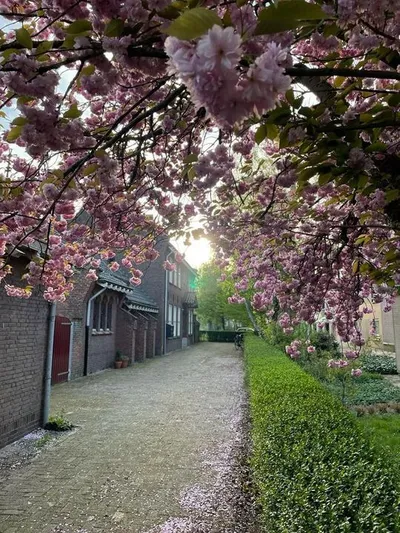 Apartment for rent on Oranjeboomstraat in Breda